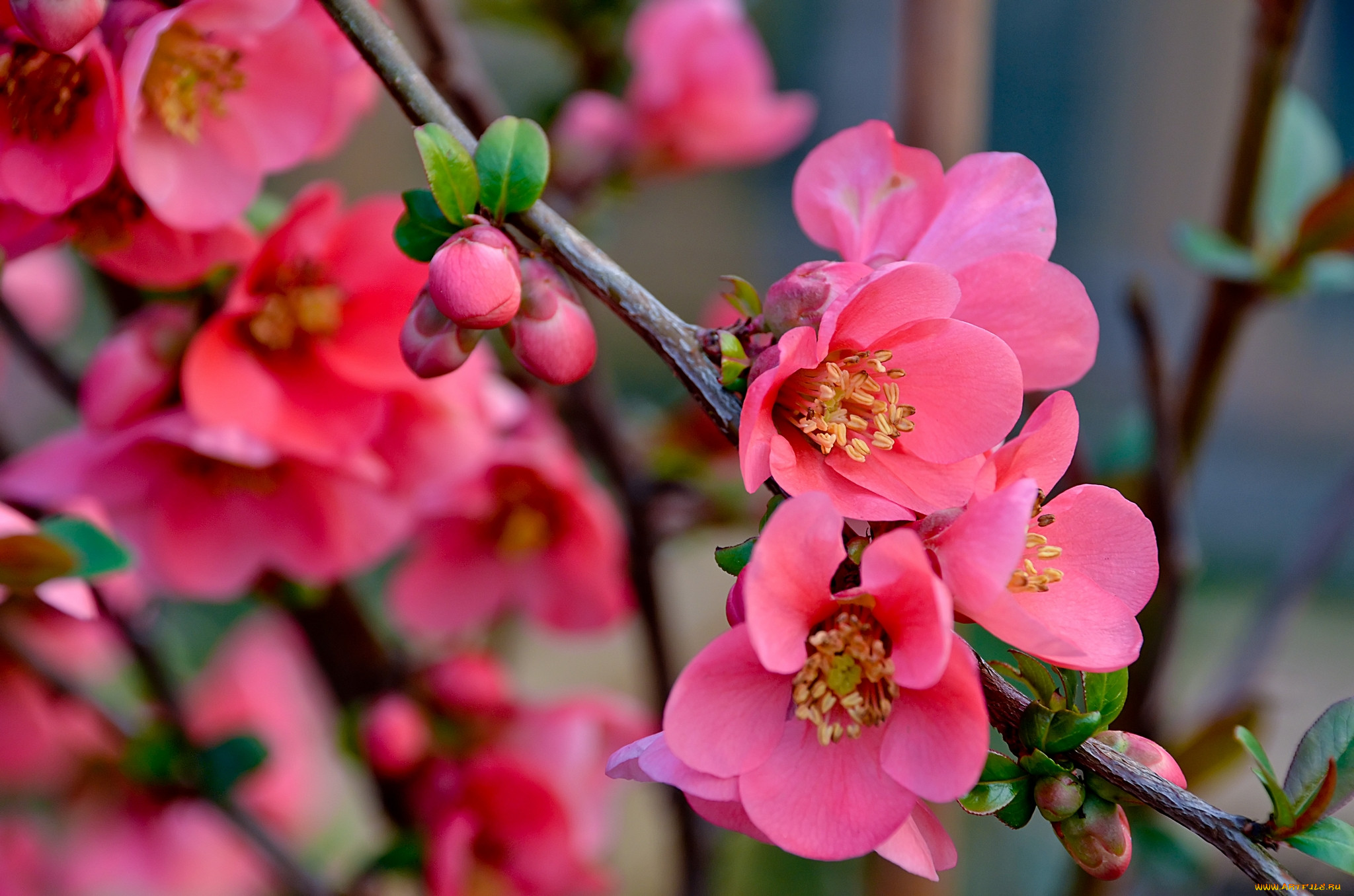Айва японская весной. Сакура айва. Цветущая айва. Айва цветет. Айва японская цветы.